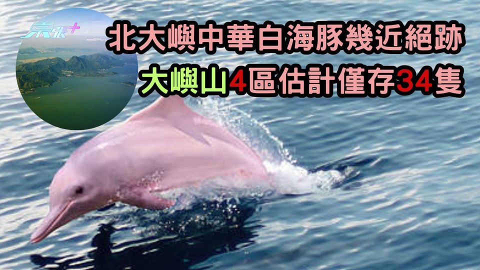 北大嶼中華白海豚幾近絕跡 大嶼山4區估計僅存34隻 - 東張+