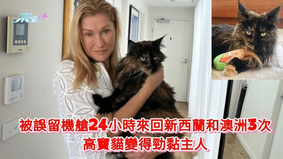 被誤留機艙24小時來回新西蘭和澳洲3次 高竇貓變得勁黏主人