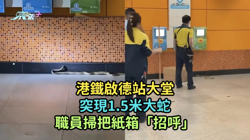 有片 | 港鐵啟德站大堂突現1.5米大蛇  職員掃把紙箱「招呼」