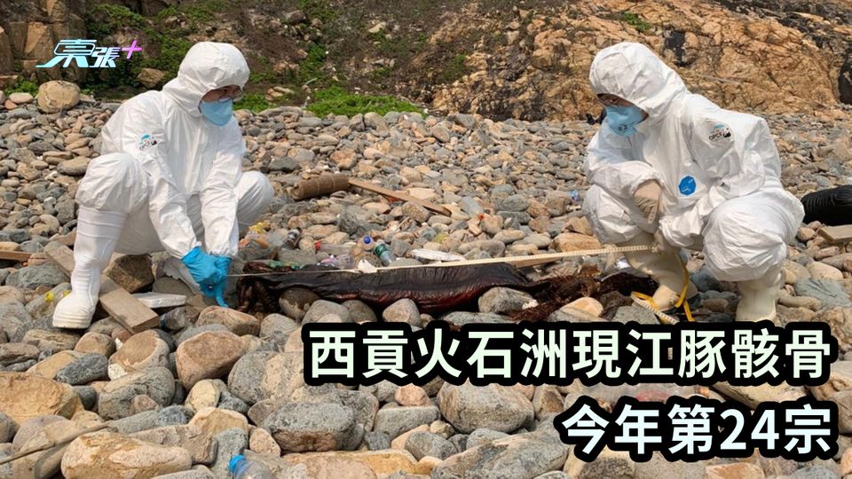 西貢火石洲現江豚骸骨 今年第24宗