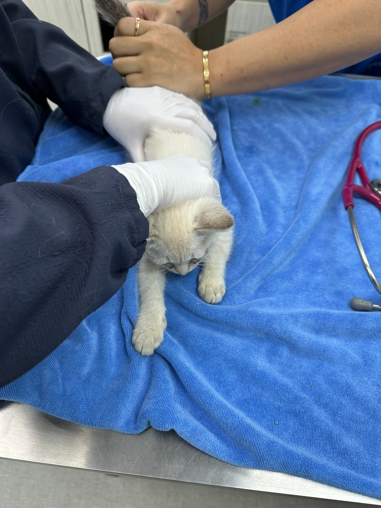 東張西望報料｜大廈門前密封紙箱竟藏5隻暹羅貓B？義工報《東張》揭發：猶如謀殺 (報料人提供東張)