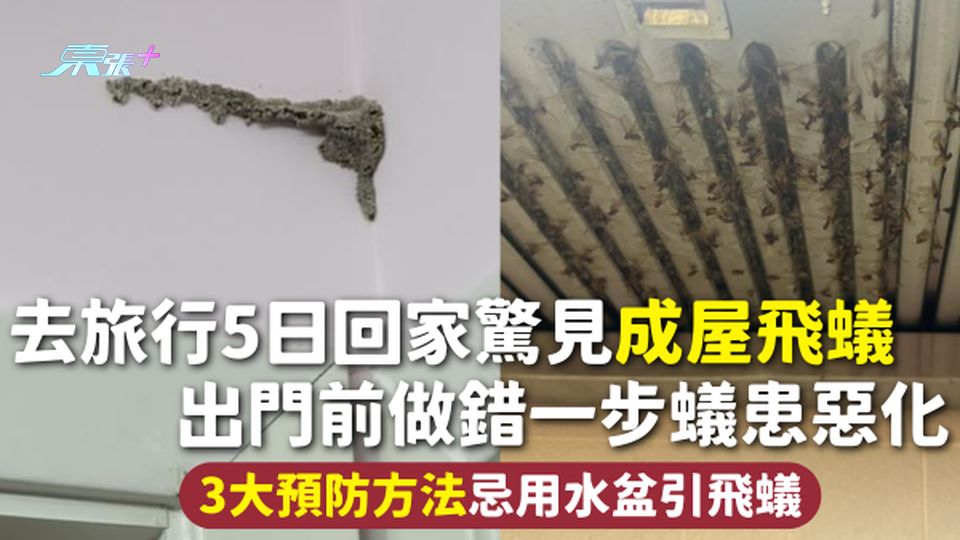 飛蟻入屋 | 去旅行5日回家驚見成屋飛蟻 出門前做錯一步蟻患惡化 3大預防方法忌用水盆引飛蟻