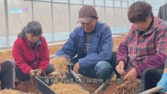 「中國太子參之鄉」藉生物科技培育優質品種 助種植戶增收