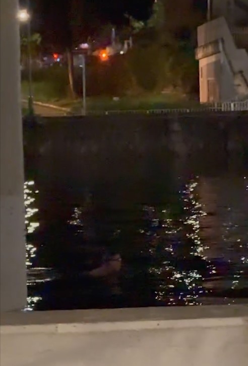 男子城門河深夜暢游惹熱議「菌多過馬桶」　目擊者：以為見到條大魚