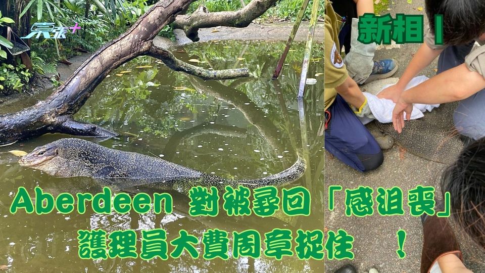 新相｜蜥蜴Aberdeen對被尋回「感沮喪」 護理員大費周章捉住佢！