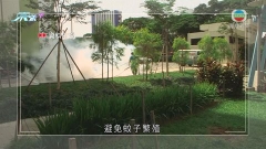 新加坡登革熱疫情較往年嚴重 當局籲減少積水免蚊子滋生