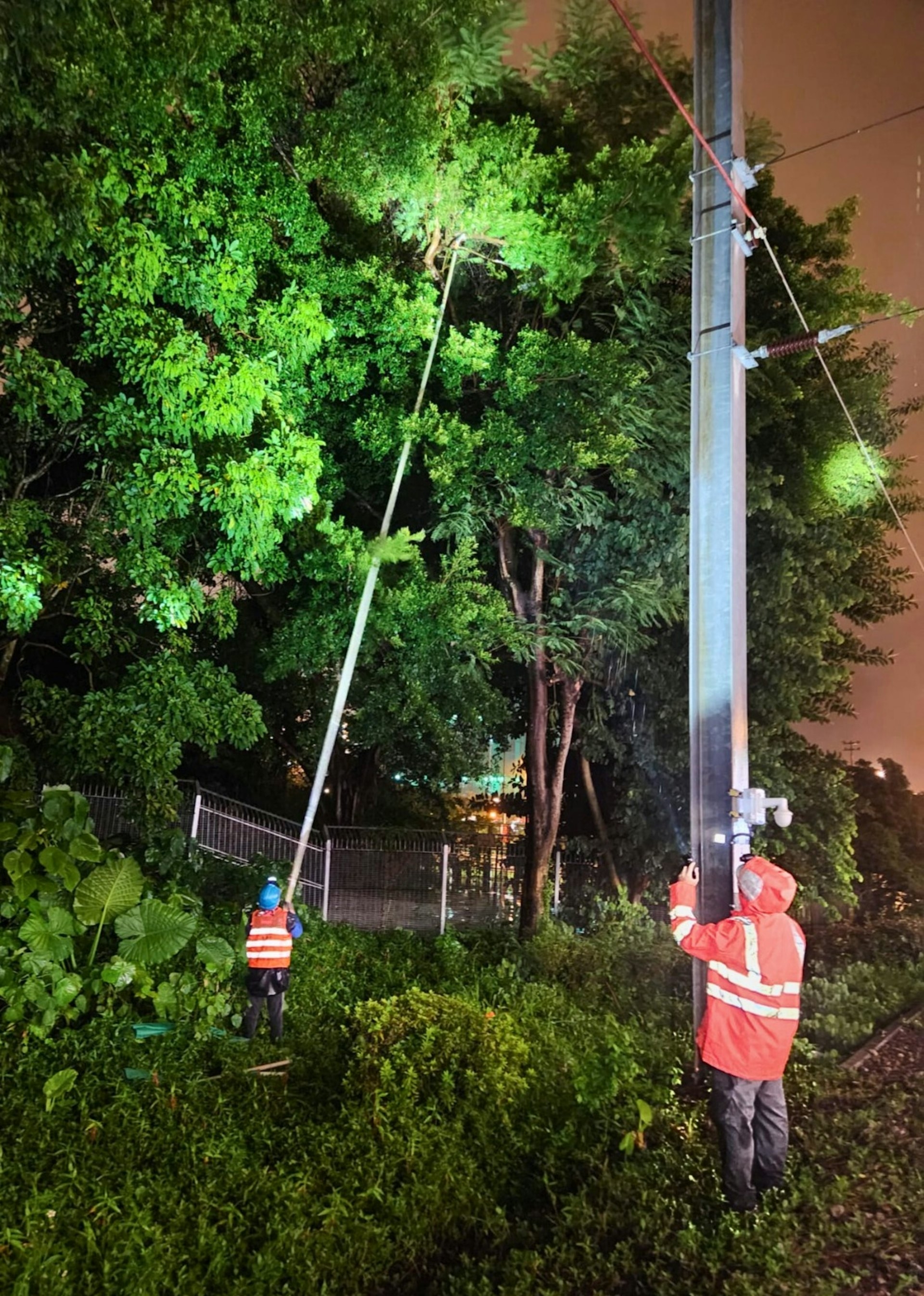 港鐵工程人員修剪輕鐵架空電纜附近的樹枝，減低颱風期間樹枝觸及架空電纜，影響輕鐵服務的機會。（港鐵圖片）