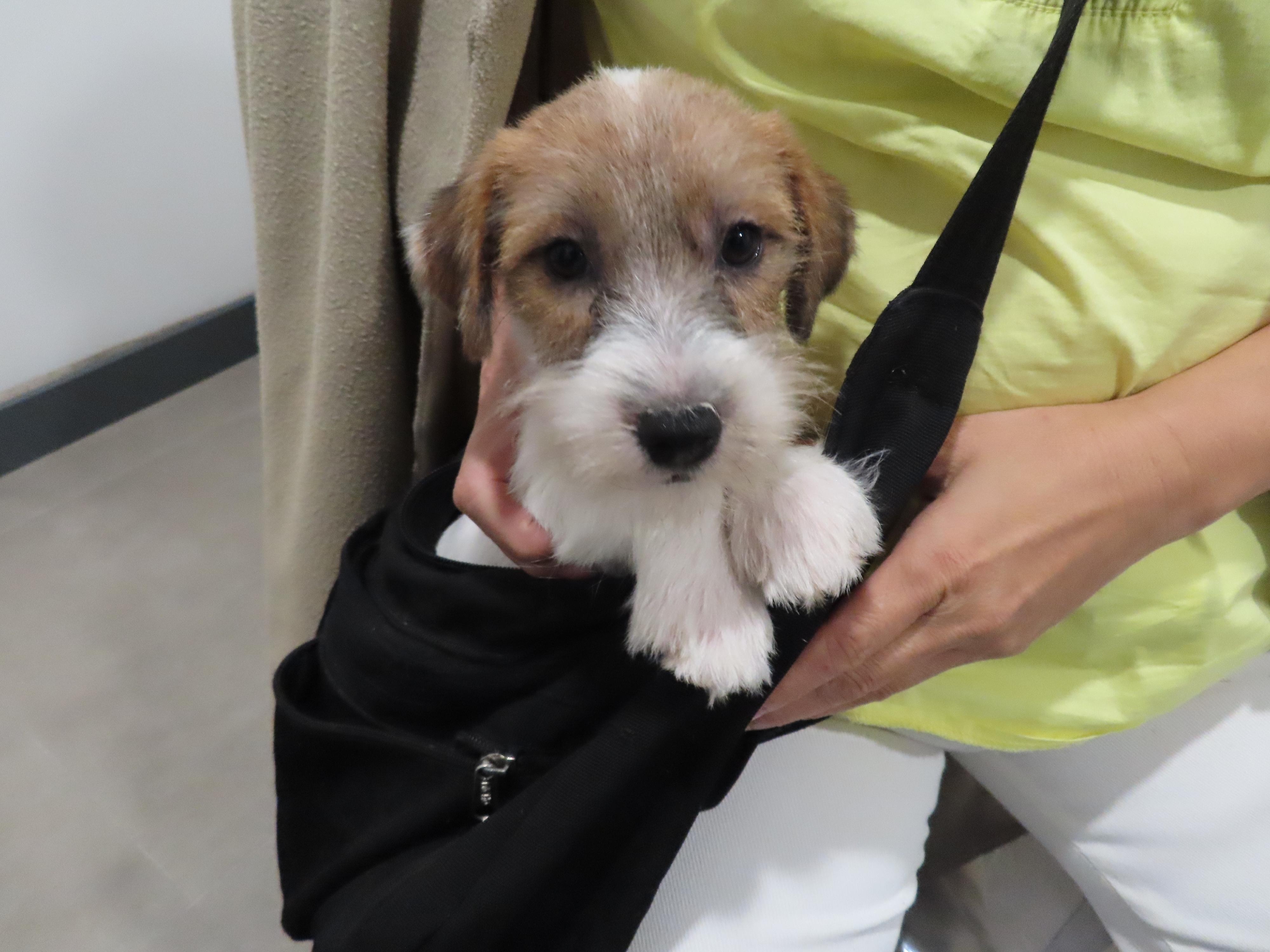 香港海關檢獲6隻懷疑非法進口貓狗，市值約2萬元。圖示行動中檢獲的狗隻。（海關圖片）