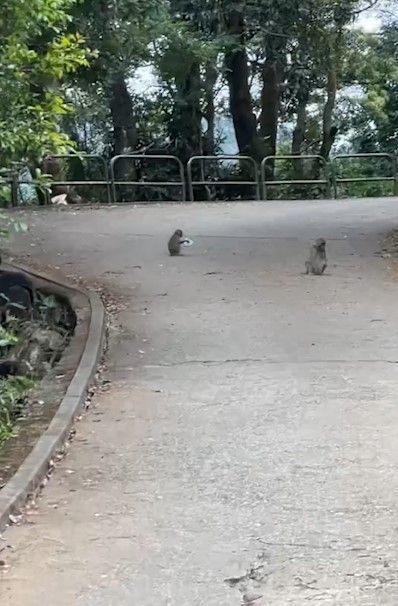 港人城門水塘行山遇馬騮搶食，結果中伏搶錯狗屎當場「灰爆」。