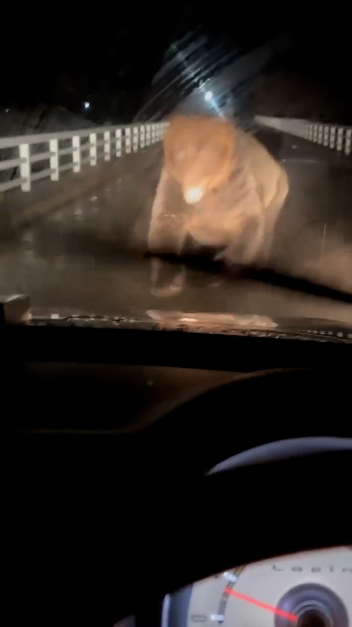 牧場工作人員見狀隨即倒車。（桑田牧場影片截圖）