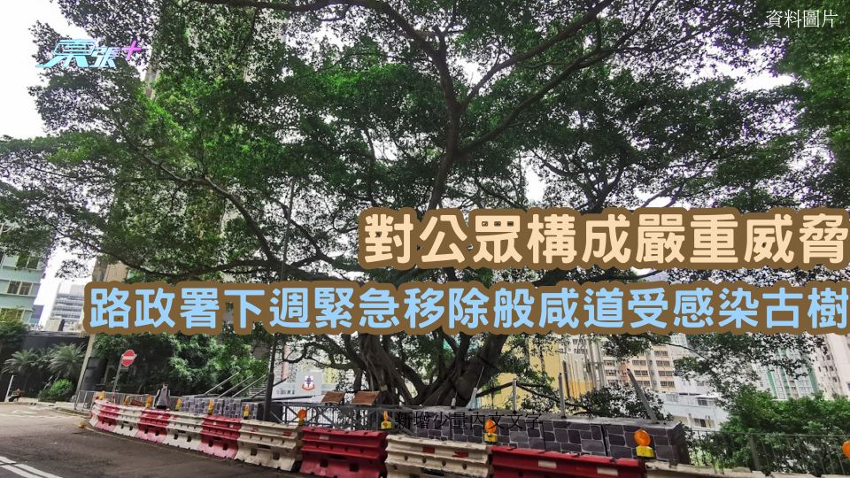 對公眾構成嚴重威脅 路政署下週緊急移除般咸道受感染古樹