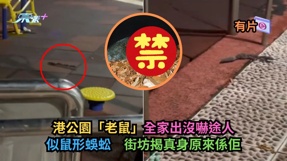 有片｜港公園「老鼠」全家出沒嚇途人似鼠形蜈蚣　街坊揭真身原來係佢