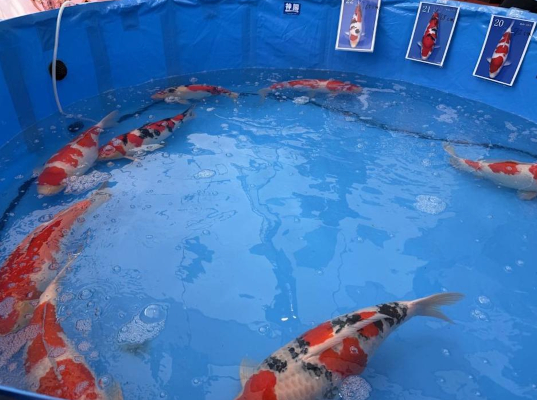 400萬「天價錦鯉」拍賣破最貴國產紀錄　買一條錦鯉王夠買一層樓