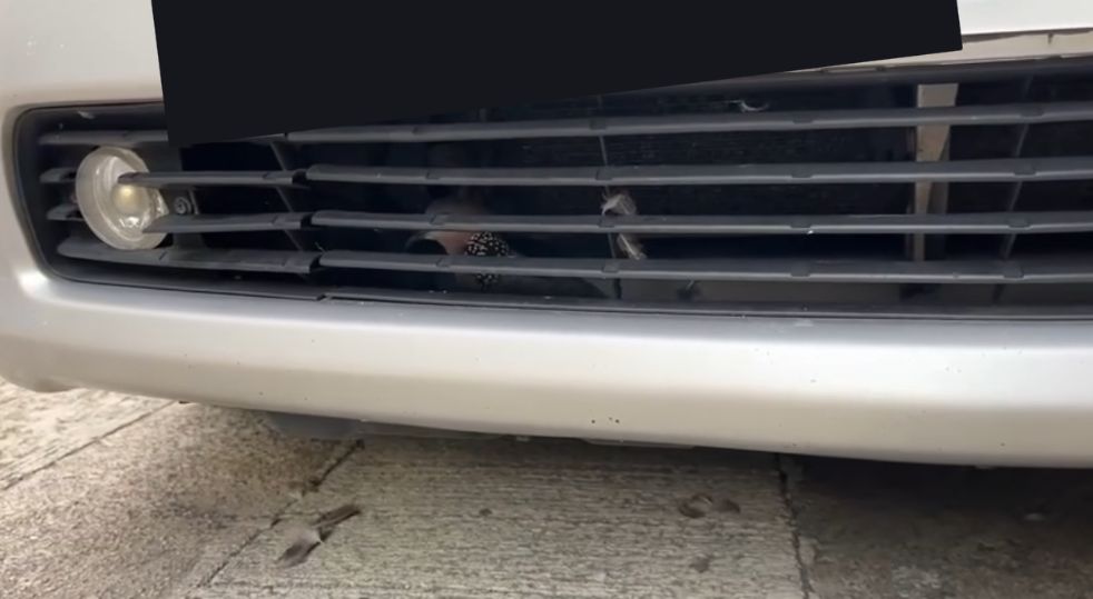 港車主泵把離奇藏「咕姑固」惹熱議　珠頸斑鳩竟是受保護動物