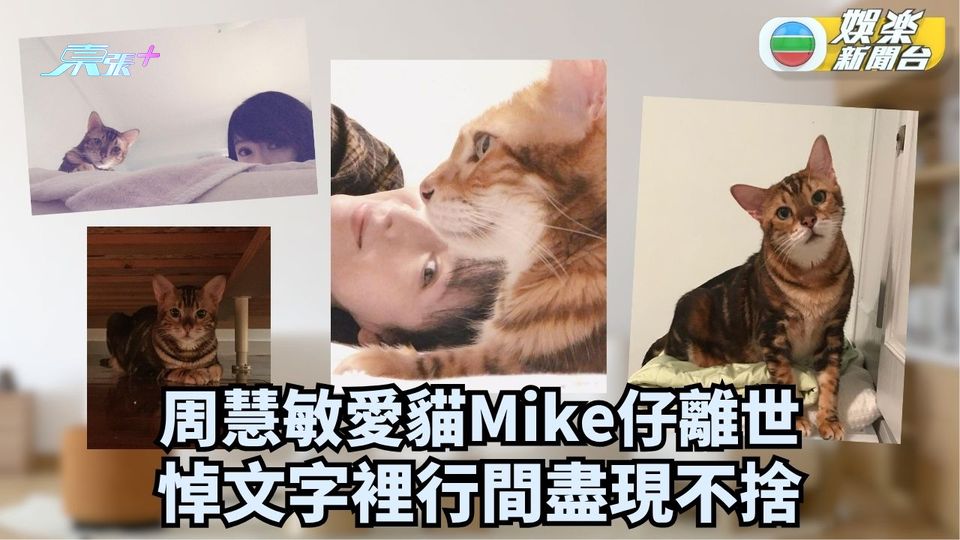 周慧敏愛貓Mike仔離世 悼文字裡行間盡現不捨