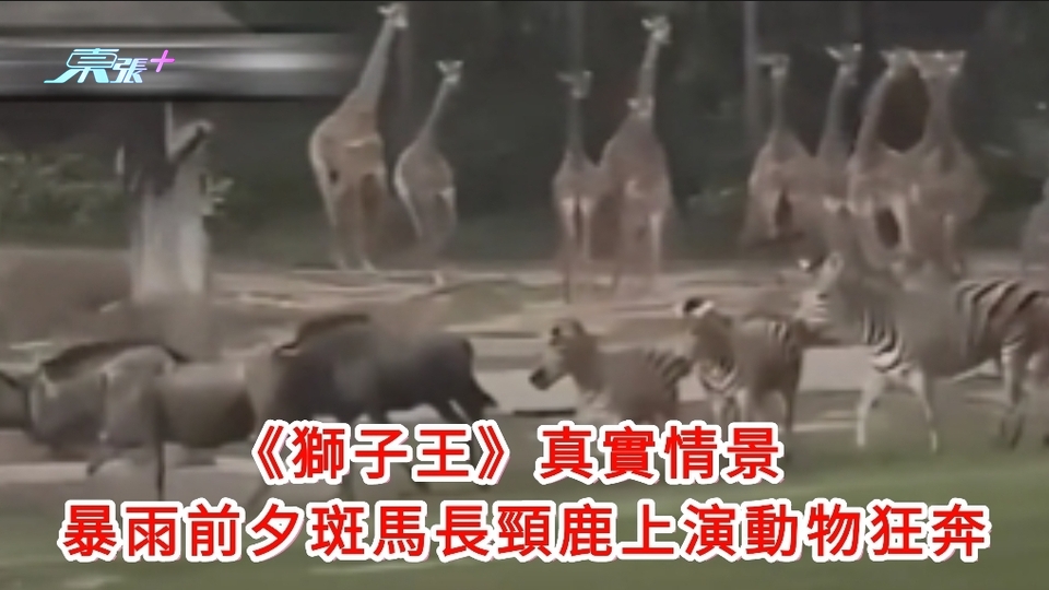 有片｜《獅子王》真實情景 廣州暴雨前夕斑馬長頸鹿上演動物狂奔