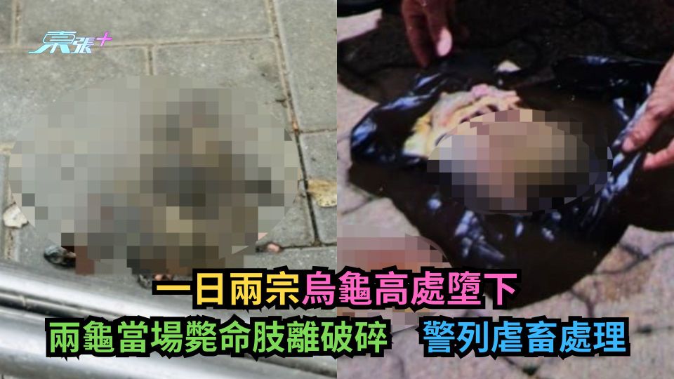 一日兩宗烏龜高處墮下　兩龜當場斃命肢離破碎警列虐畜處理
