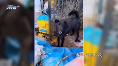 狗狗誰屬「羅生門」 婆婆與動物義工團體誰對誰錯？