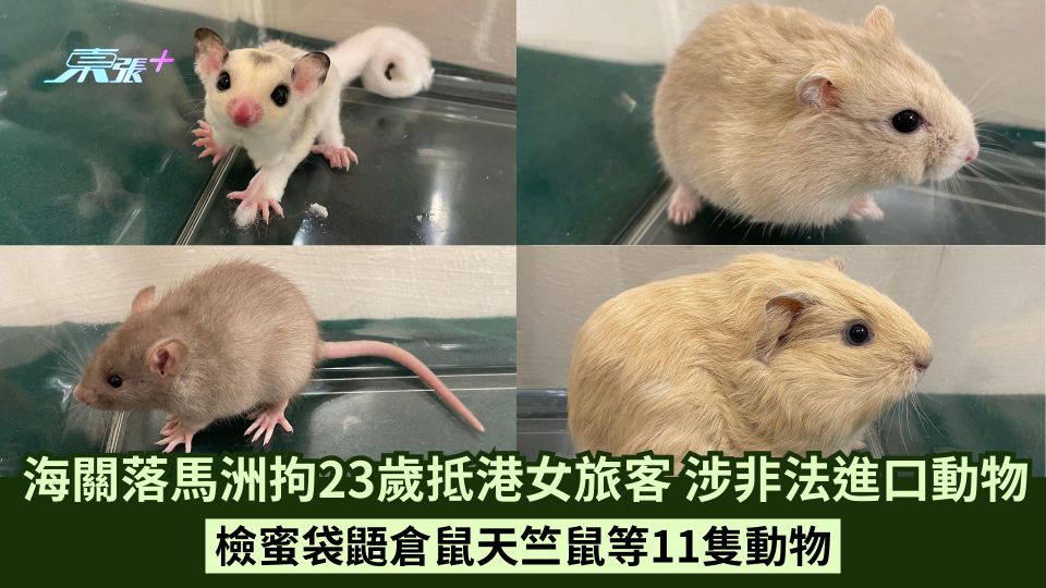 海關落馬洲拘23歲抵港女旅客 涉非法進口動物 檢蜜袋鼯倉鼠天竺鼠等11隻動物