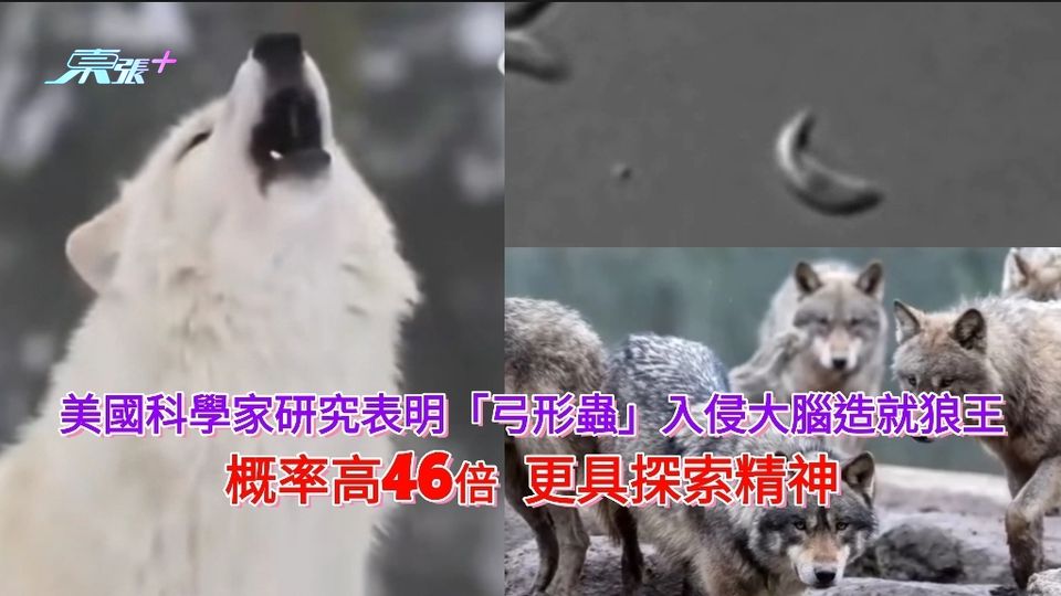 美國科學家研究表明「弓形蟲」入侵大腦造就狼王 概率高46倍 更具探索精神