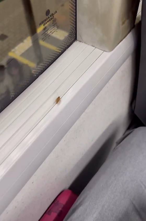 巴士車廂驚現「小強」好污糟　清潔度成疑　乘客：成架車full晒走唔甩