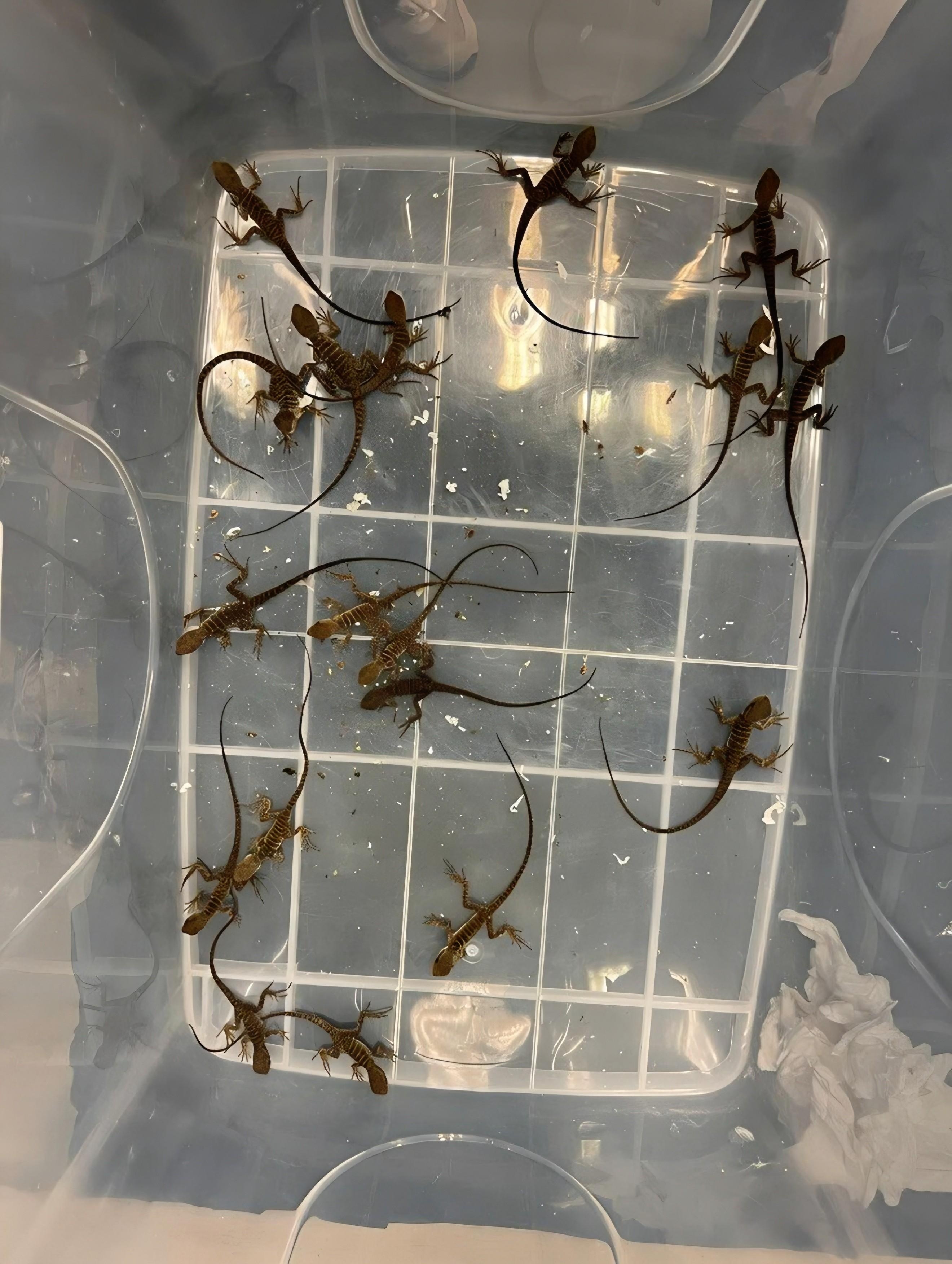 圖示部分檢獲的活蜥蜴。（海關圖片）