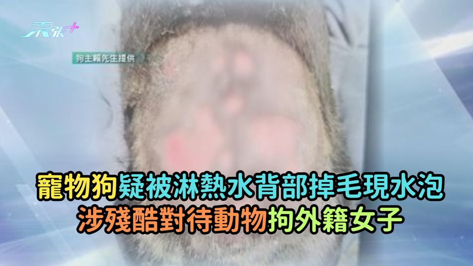 寵物狗疑被淋熱水背部掉毛現水泡  涉殘酷對待動物拘外籍女子