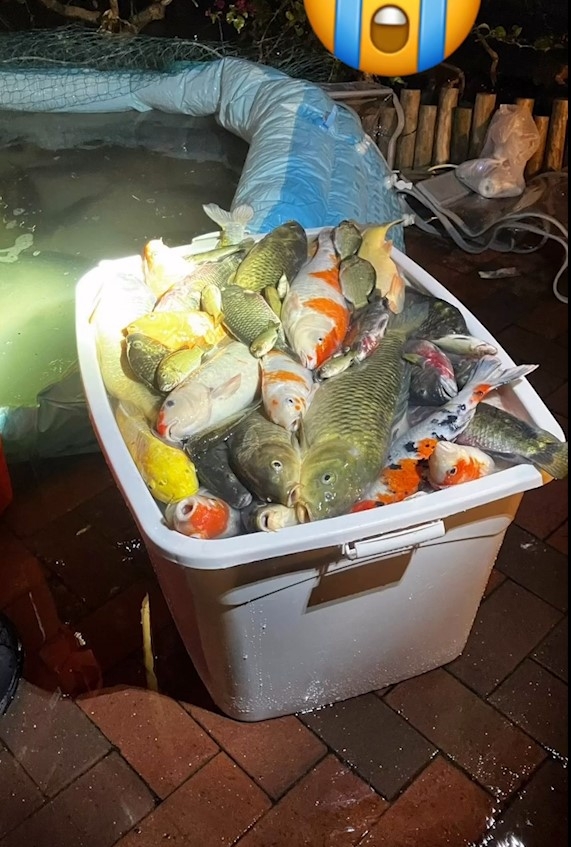 東張西望報料｜將軍澳景林邨洗魚池　清潔工疑不當處理致魚兒斃命 (FB@香港救援鳩鴿及雀鳥)