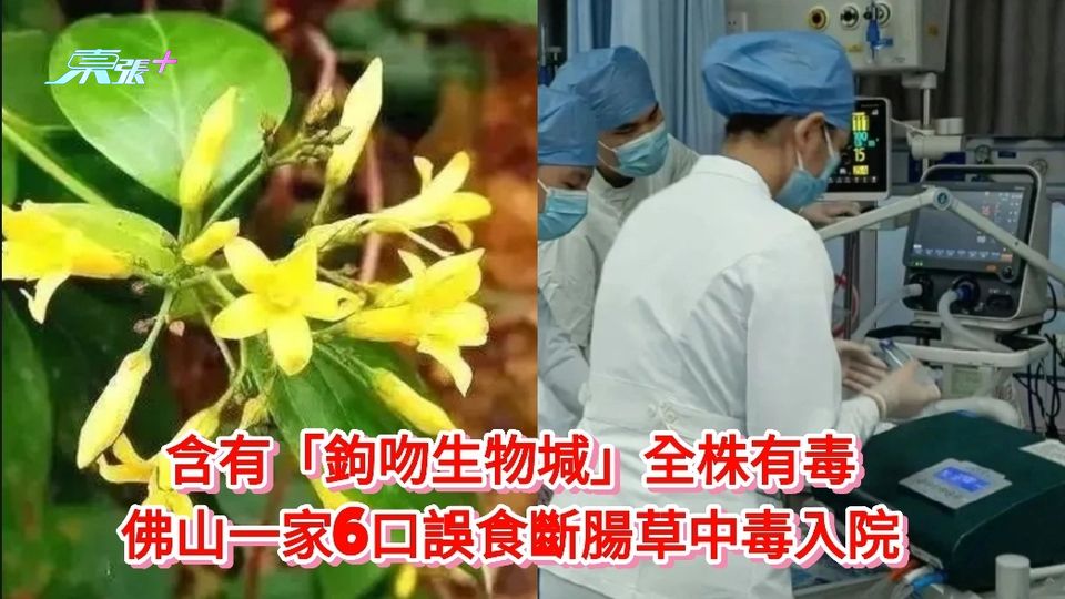 含有「鉤吻生物堿」全株有毒 佛山上一家6口誤食斷腸草中毒入院