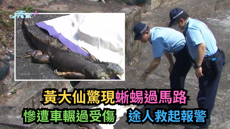 有圖｜黃大仙驚現蜥蜴過馬路　慘遭車輾過受傷　途人救起報警