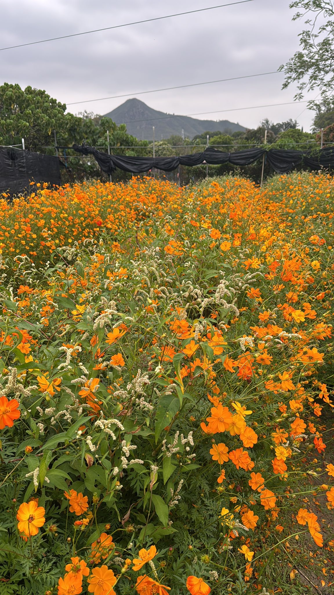 May be an image of flower