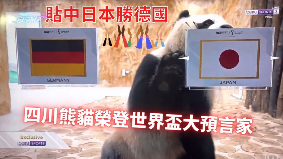 貼中日本勝德國！四川熊貓榮登世界盃大預言家