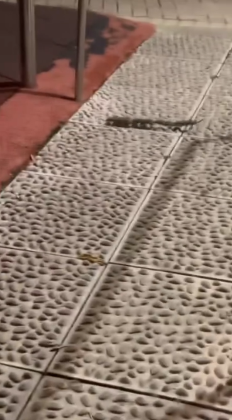 有片｜港公園「老鼠」全家出沒嚇途人似鼠形蜈蚣　街坊揭真身原來係佢