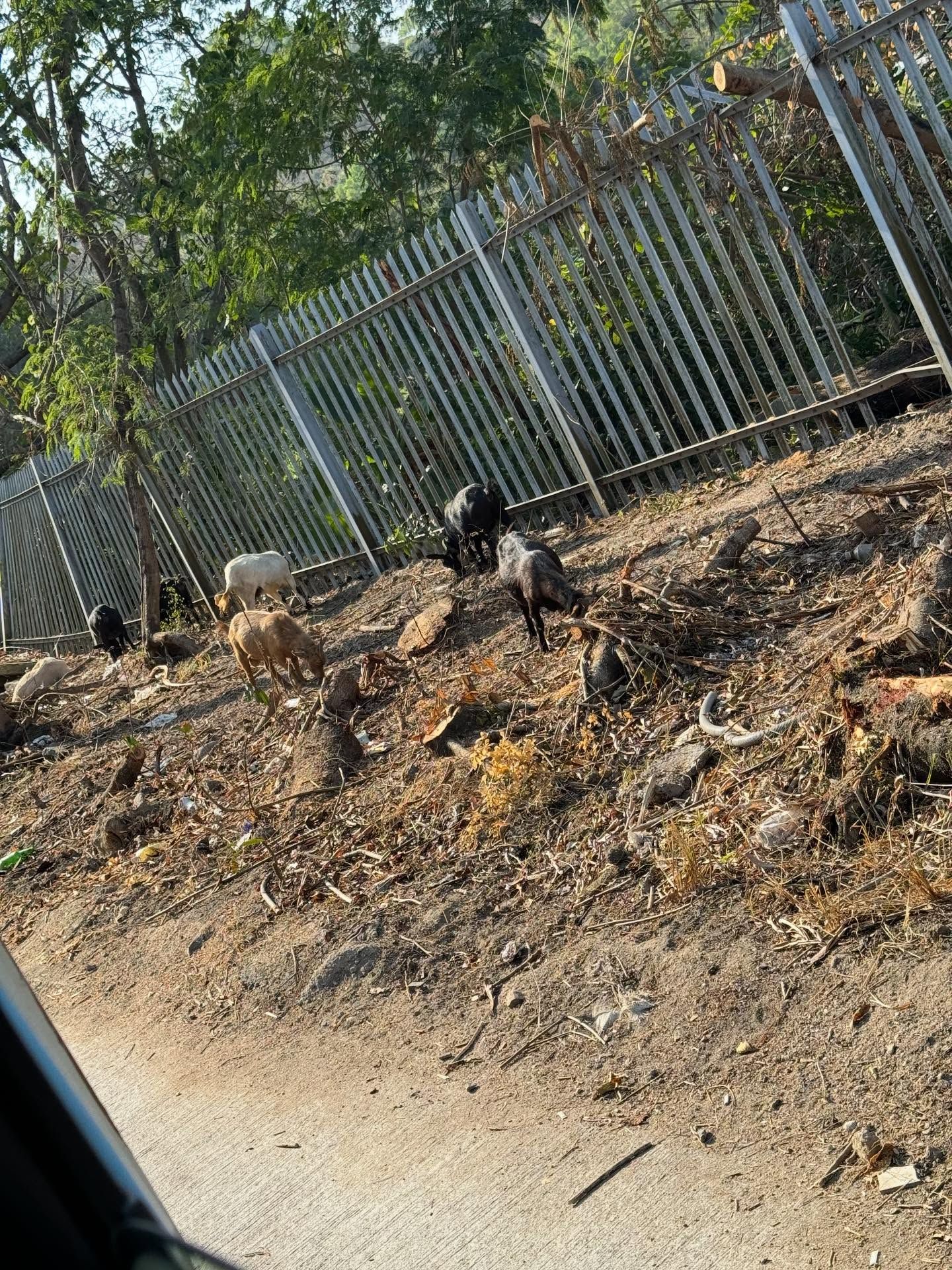 香港有「羊咩咩」出沒！