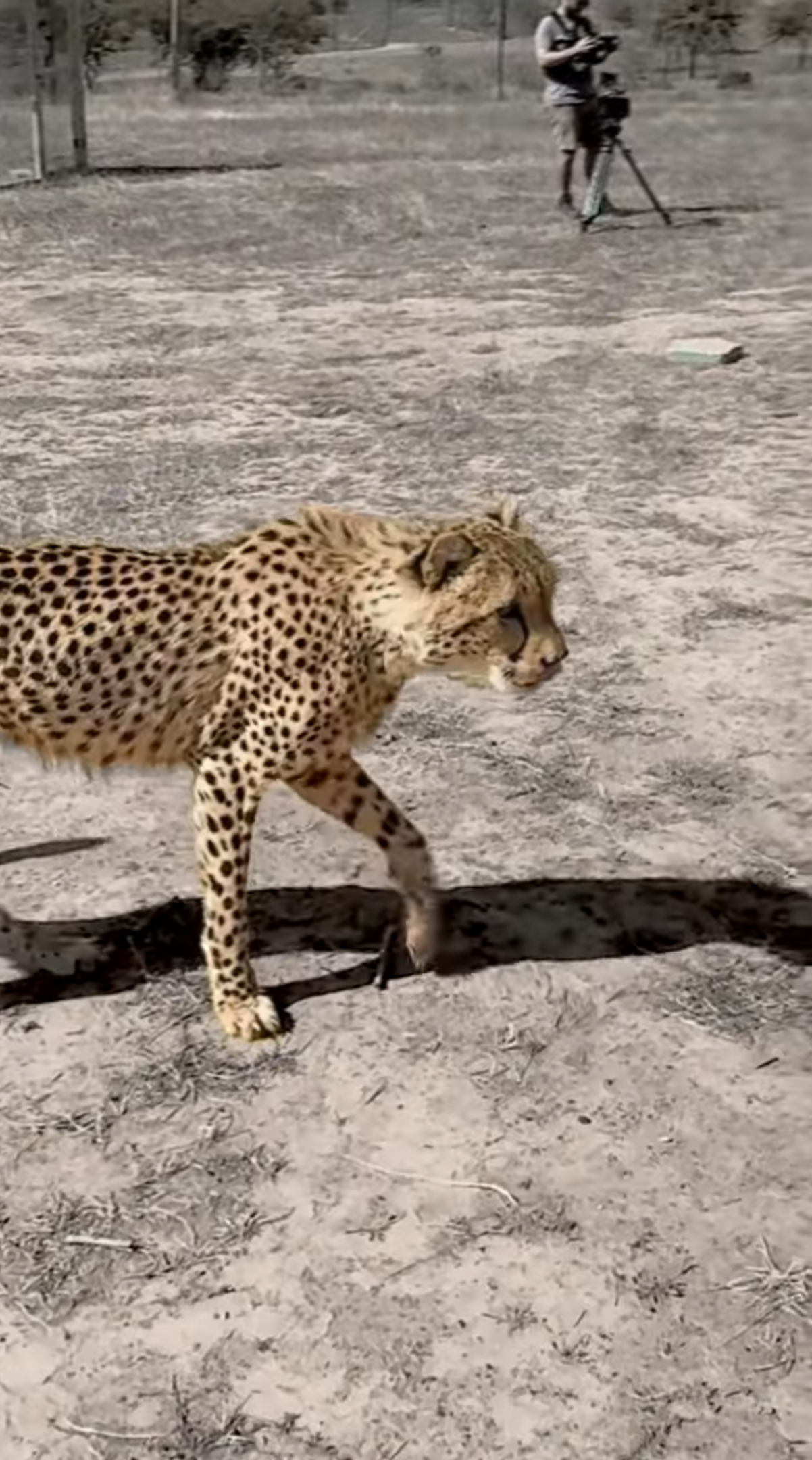 非洲之旅再玩命 欲與獵豹一較高下