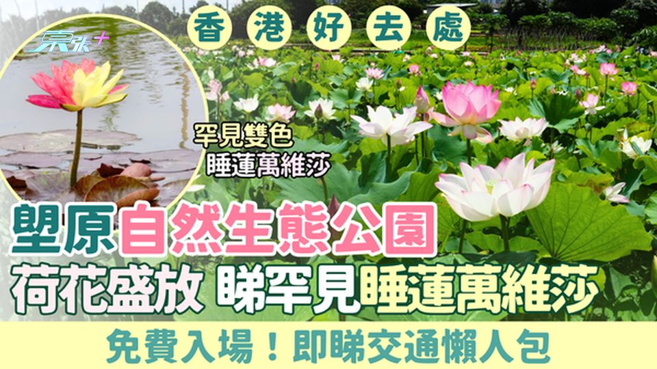 香港好去處｜免費！塱原自然生態公園2026荷花盛放 睇雙色睡蓮萬維莎+交通懶人包