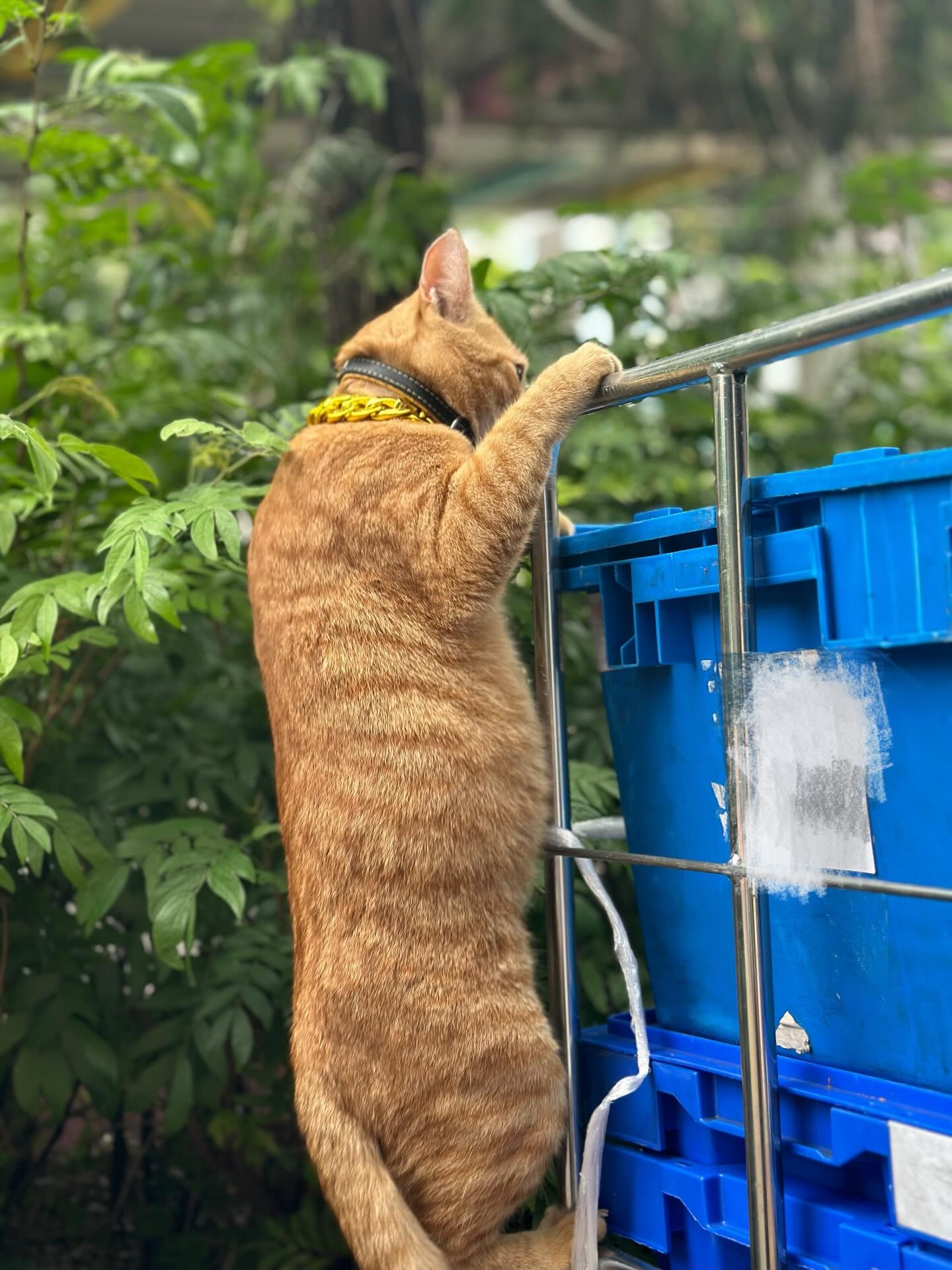 不少網民留言表示，自己曾遇過同一隻貓，並分享舊照