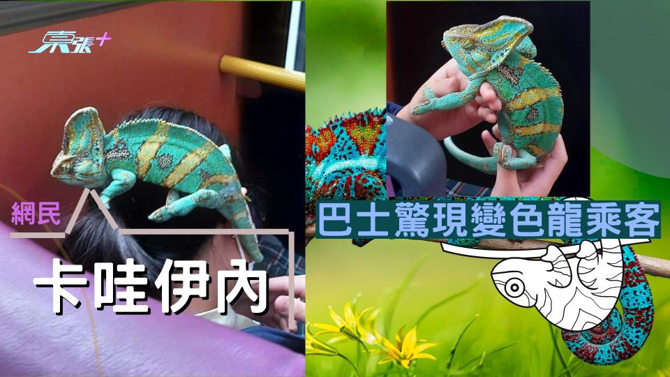 巴士驚現變色龍乘客 網民直呼：卡哇伊內