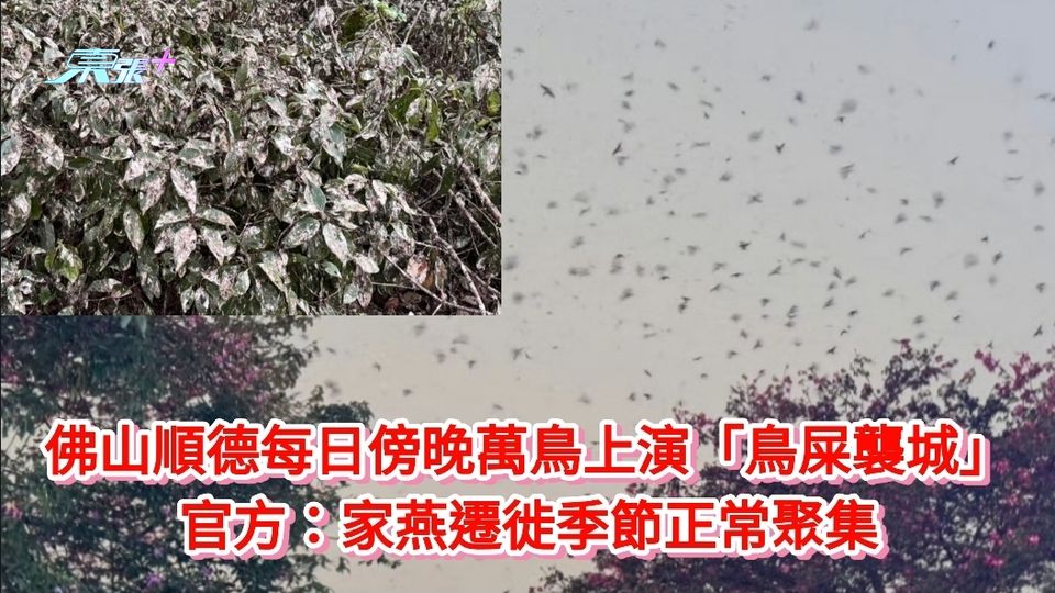 佛山順德每日傍晚萬鳥上演「鳥屎襲城」 官方：家燕遷徙季節正常聚集