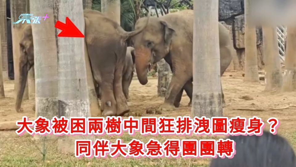 有片瘋傳丨大象被困兩樹中間狂排洩圖瘦身？ 同伴大象急得團團轉