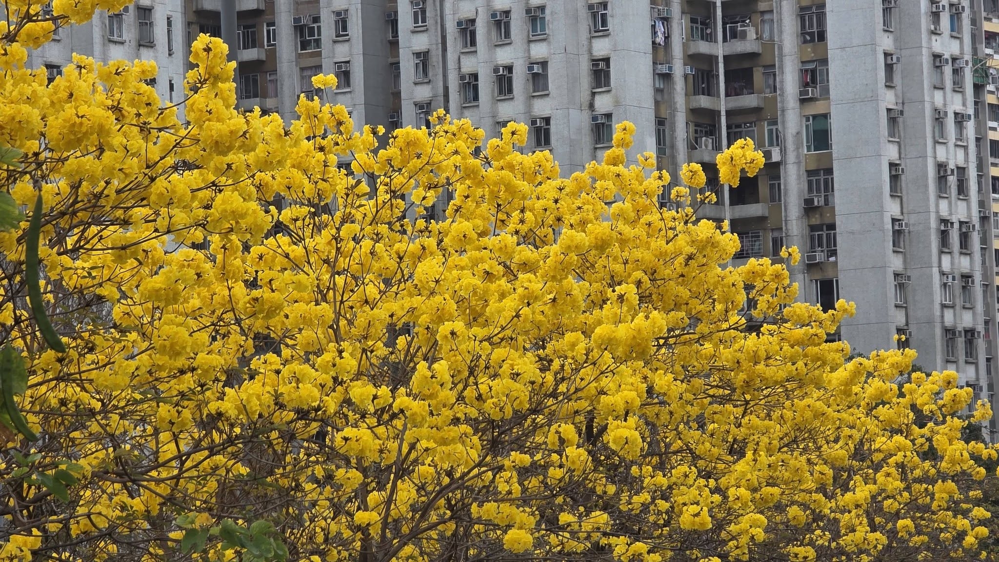 可能是黃色茉莉花的圖像
