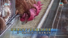 玻利維亞首現H5禽流感 未確定感染源頭