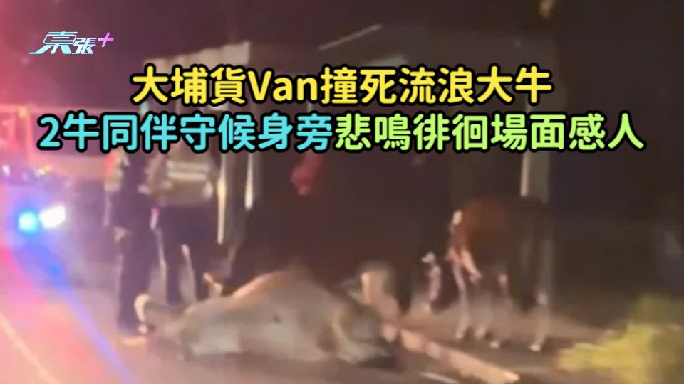 大埔貨Van撞死流浪大牛  2牛同伴守候身旁悲鳴徘徊場面感人
