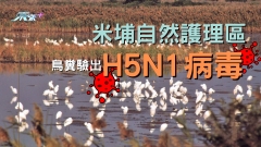 米埔自然護理區 鳥糞驗出H5N1病毒