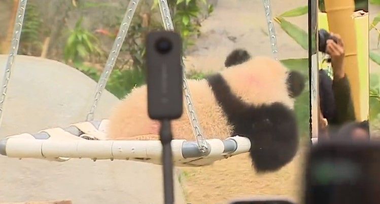 大熊貓兩姊弟正式與公眾見面