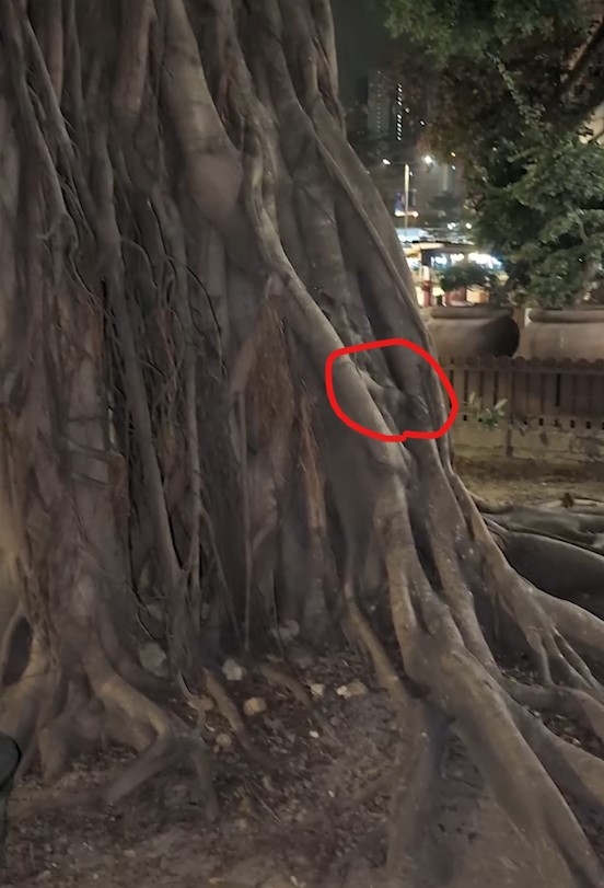 新蒲崗大樹老鼠開「嘉年華」勁誇張鼠輩橫行　街坊：以為去咗迪士尼