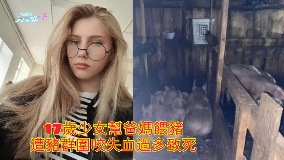 17歲少女幫爸媽餵豬 遭豬群圍咬失血過多致死