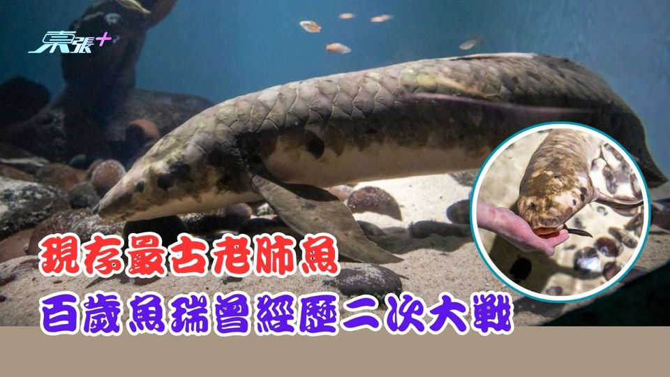 現存最古老肺魚 百歲魚瑞曾經歷二次大戰 