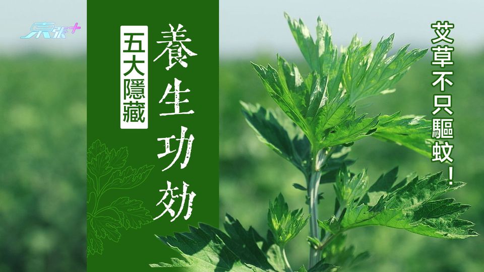 艾草不只驅蚊！五大隱藏養生功效