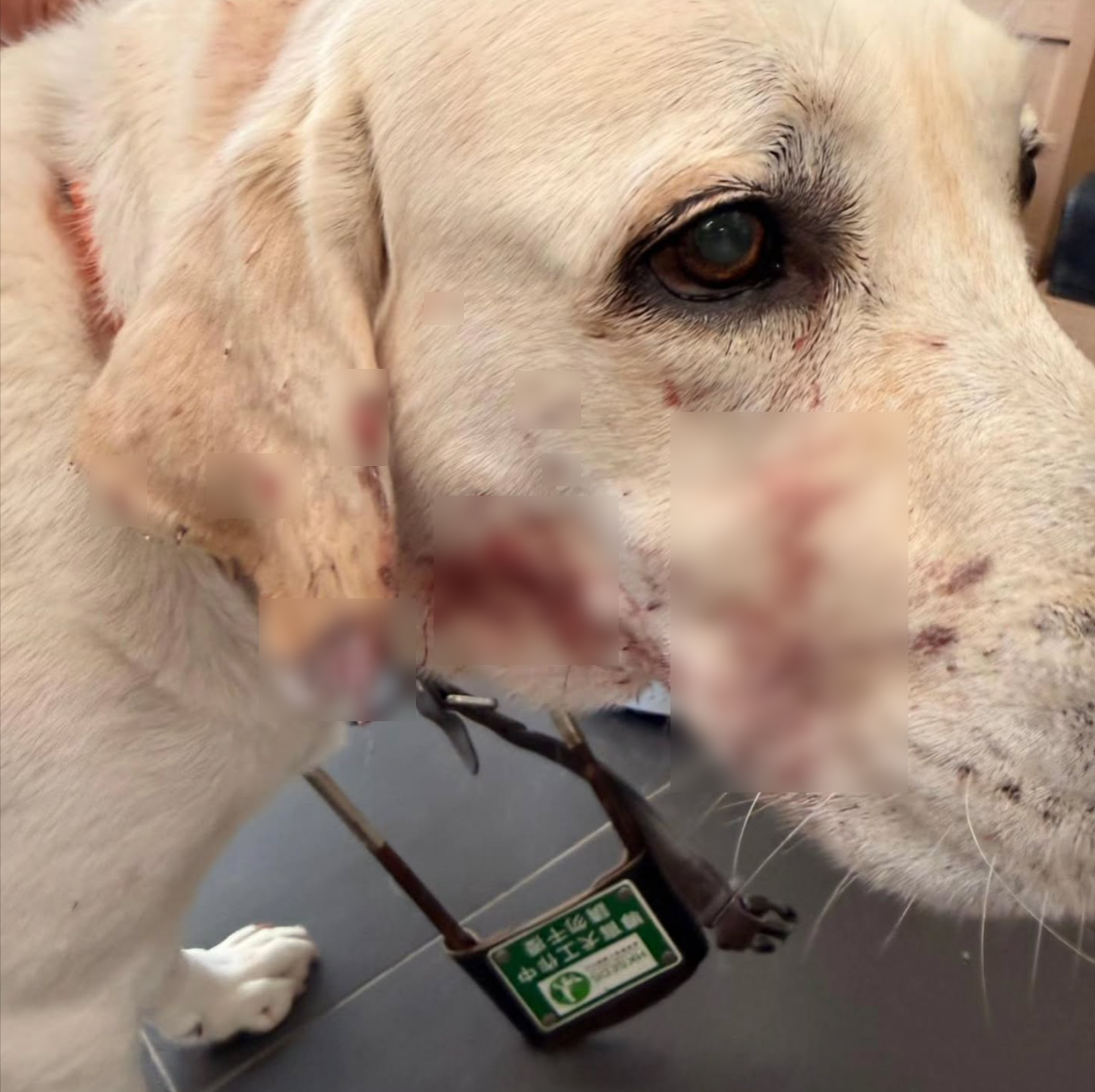 九龍城導盲犬慘遭白色柴犬咬傷　被咬甩耳肉「流血不止」 　導盲犬中心籲提供線索 (Threads@ying.ying1031)